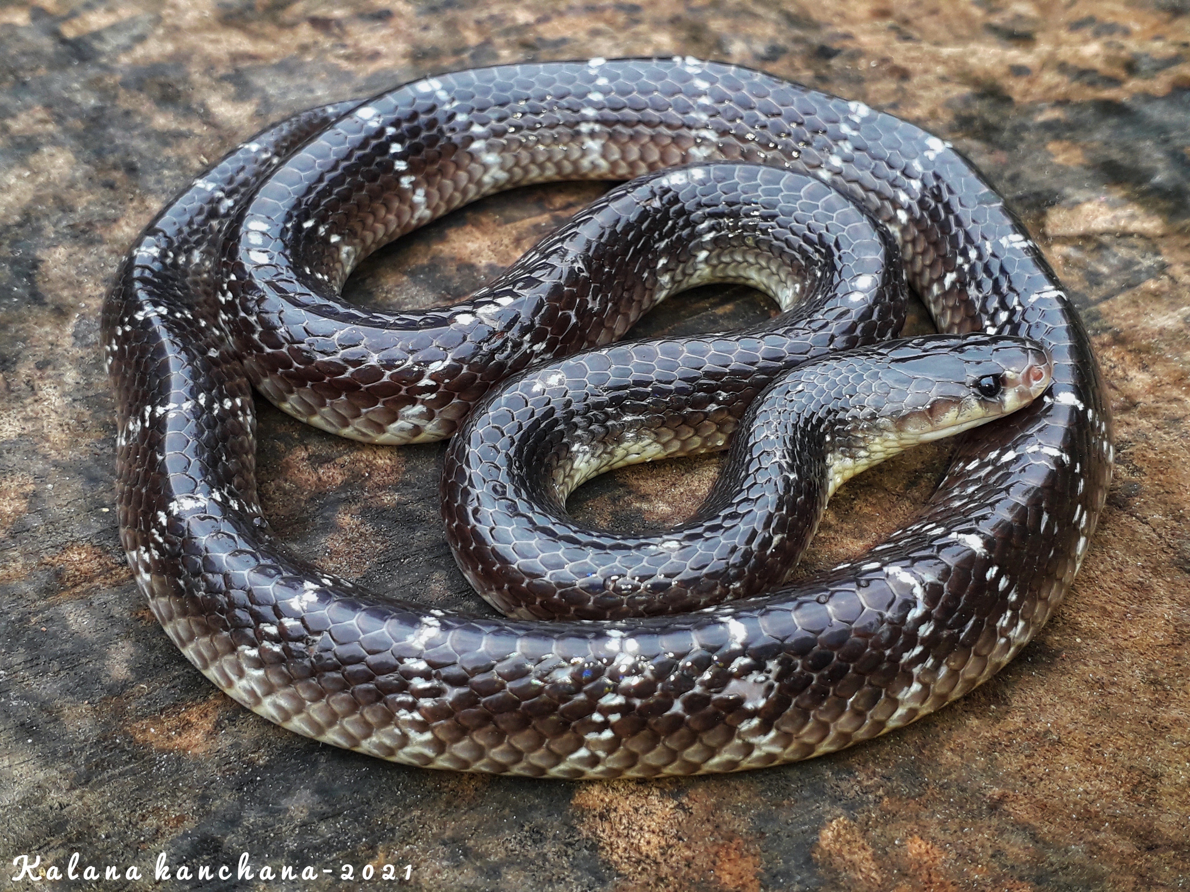 Sri Lankan Snake Species