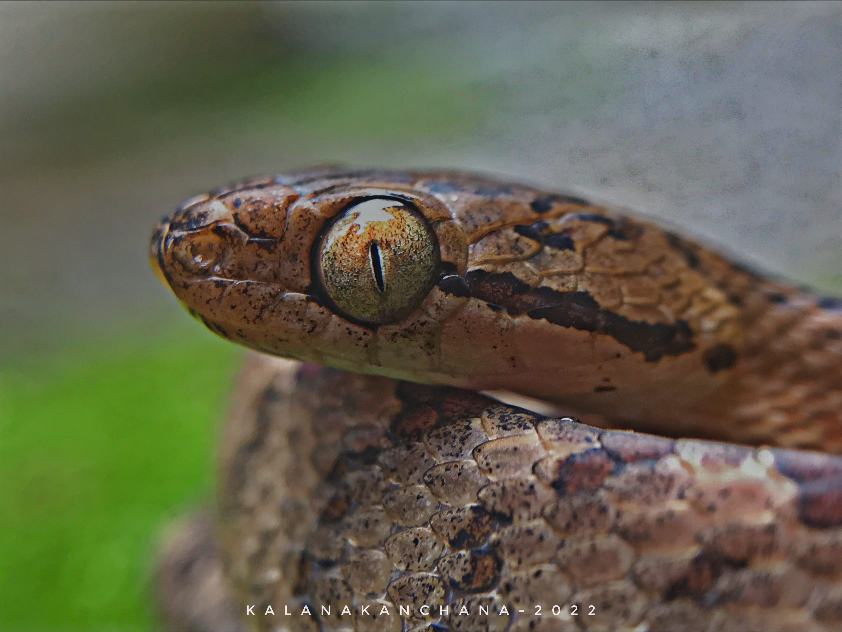 Sri Lankan Snake Species