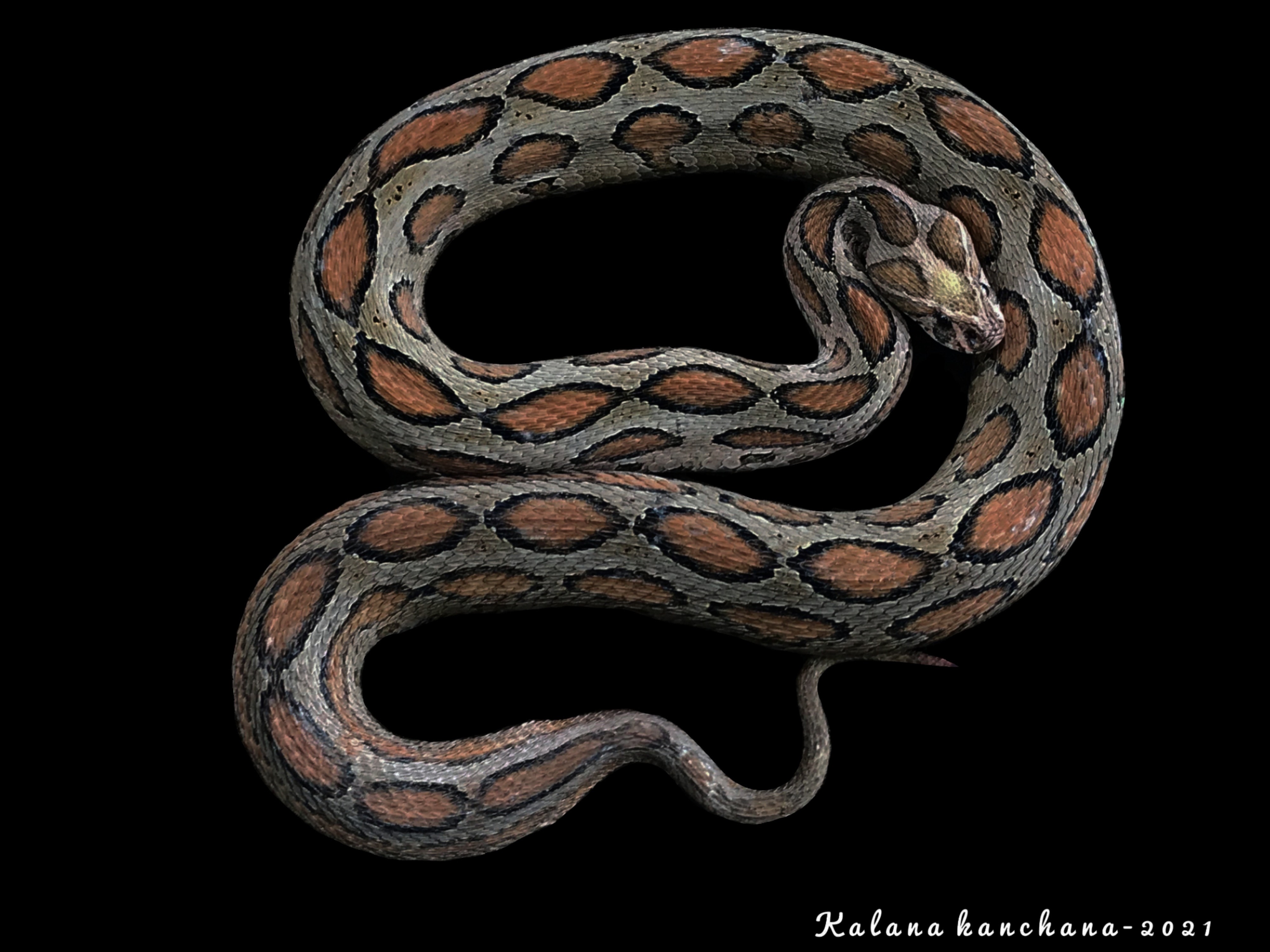 Sri Lankan Snake Species
