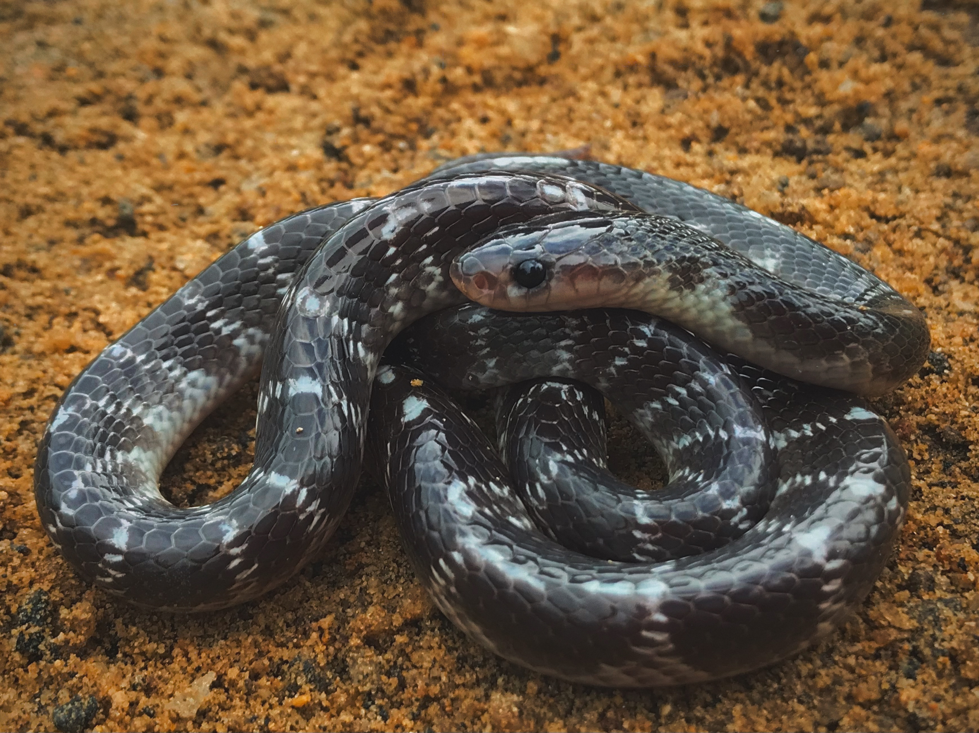 Sri Lankan Snake Species