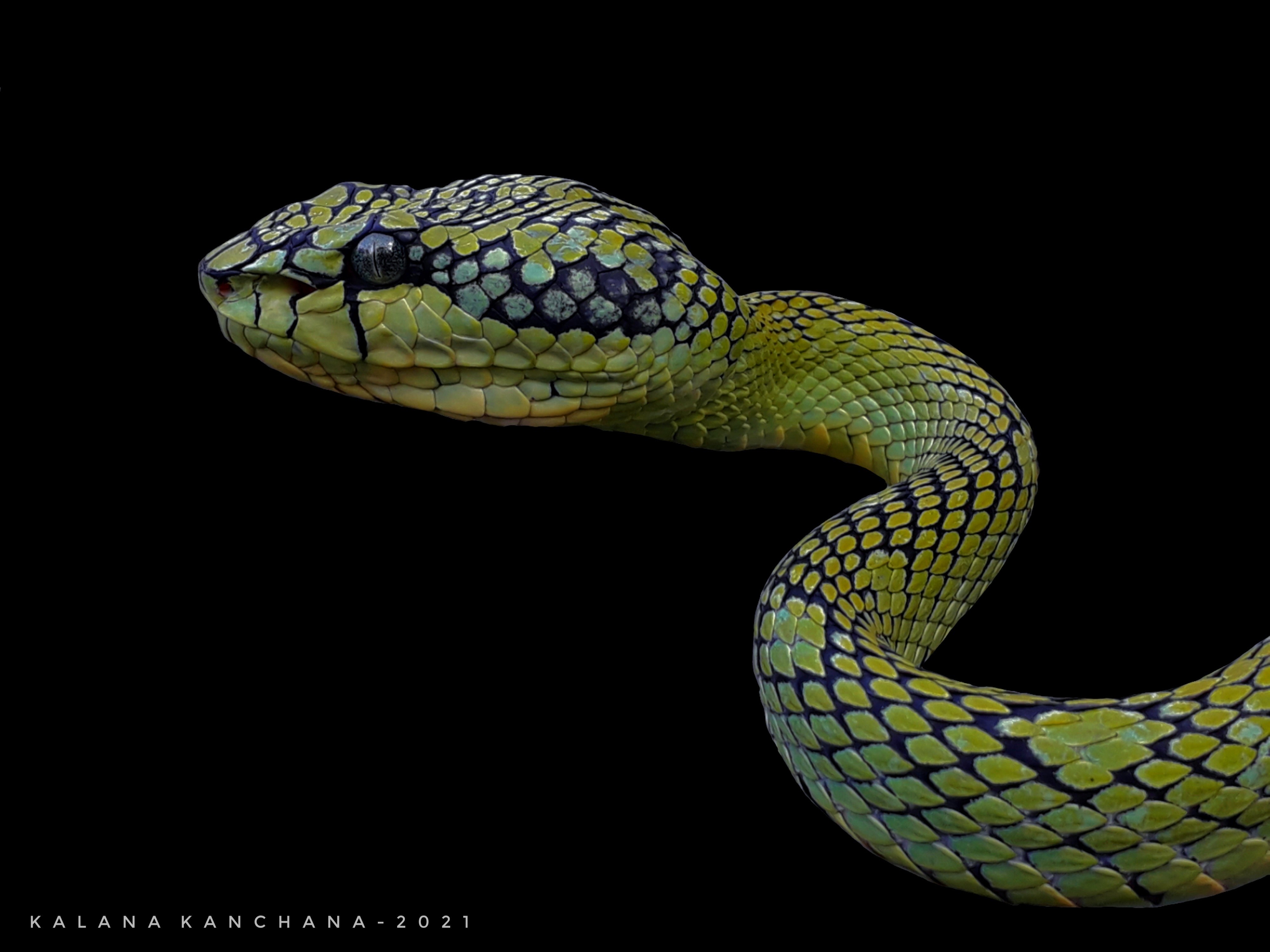 Sri Lankan Snake Species