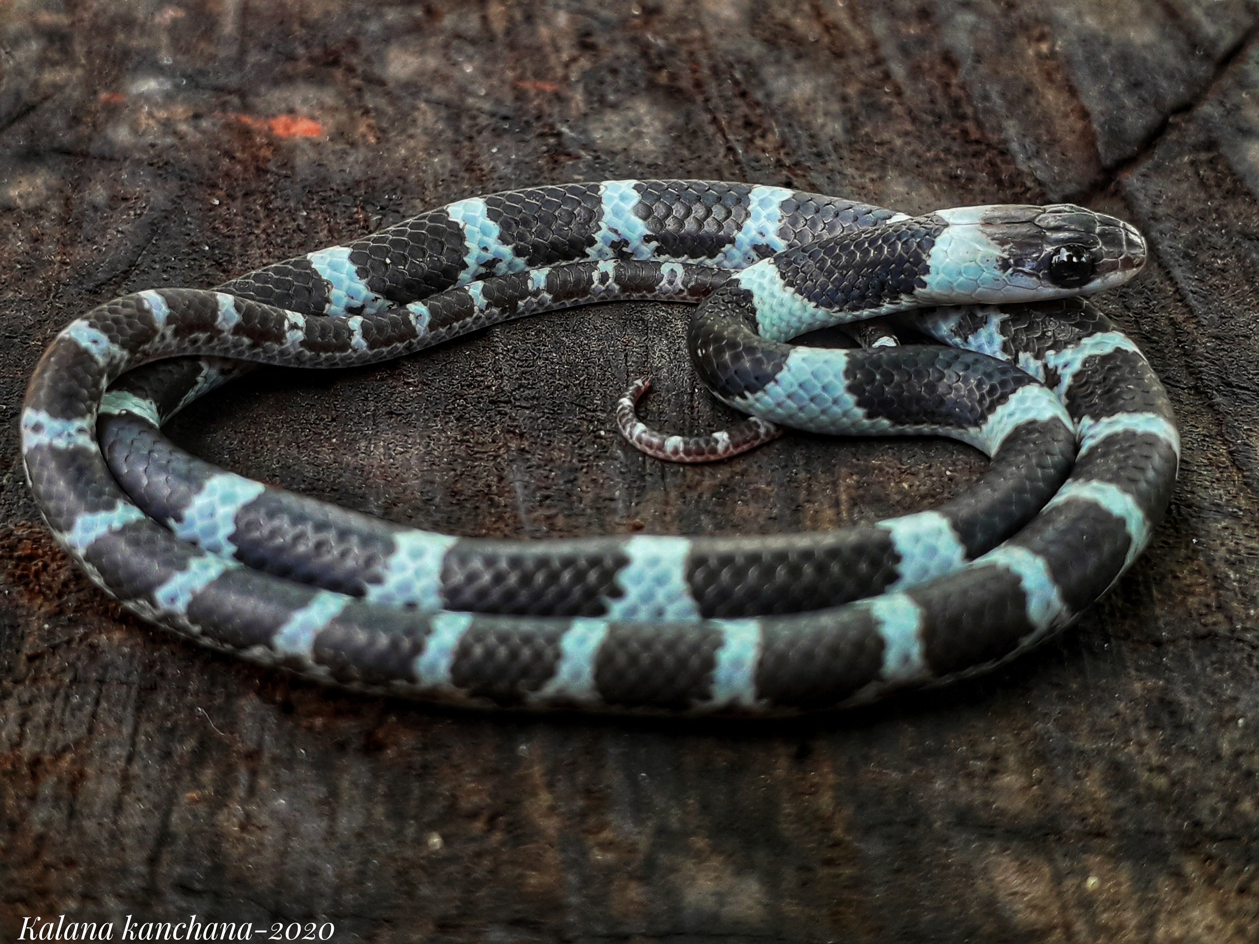 Sri Lankan Snake Species