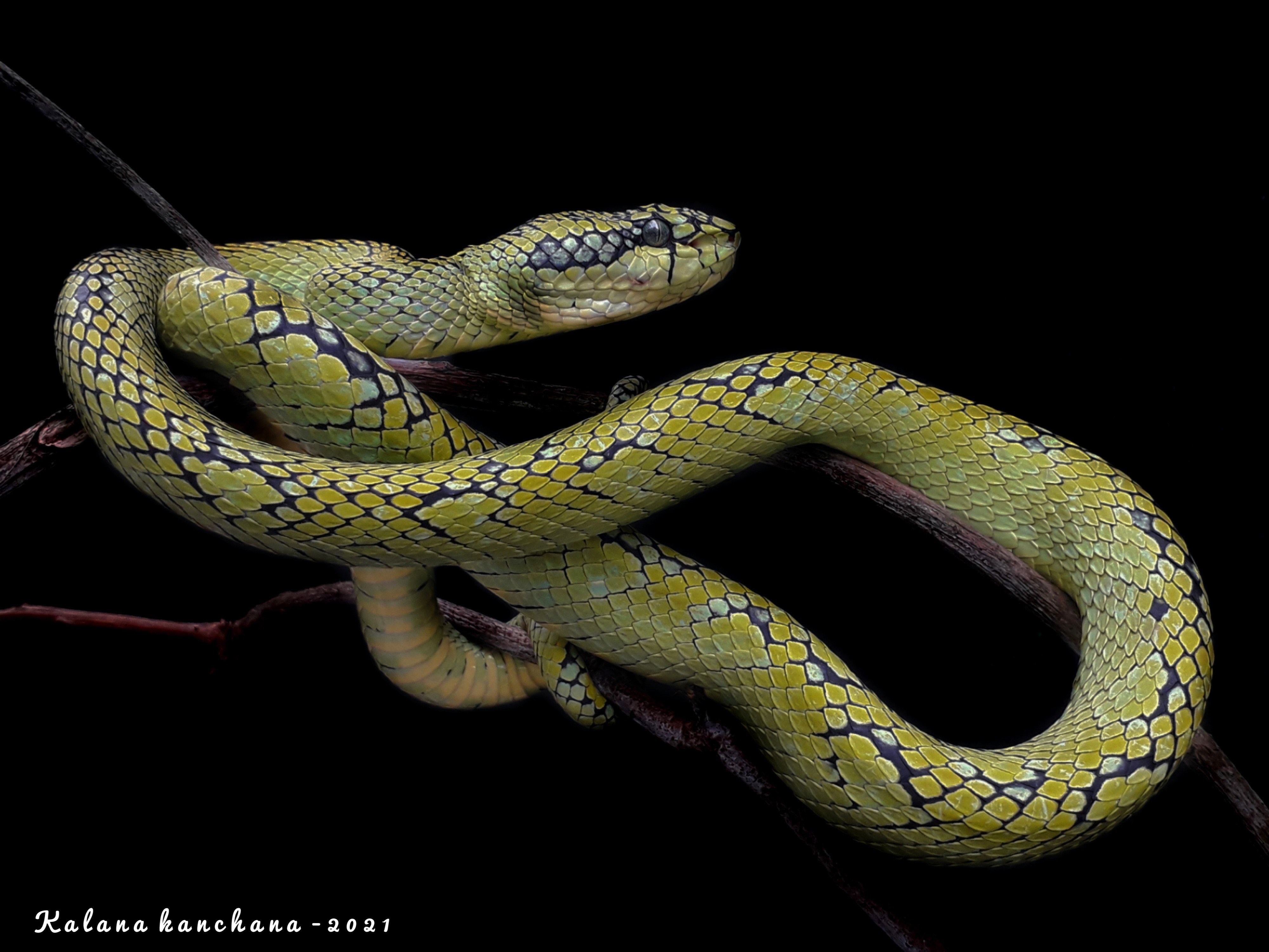Sri Lankan Snake Species