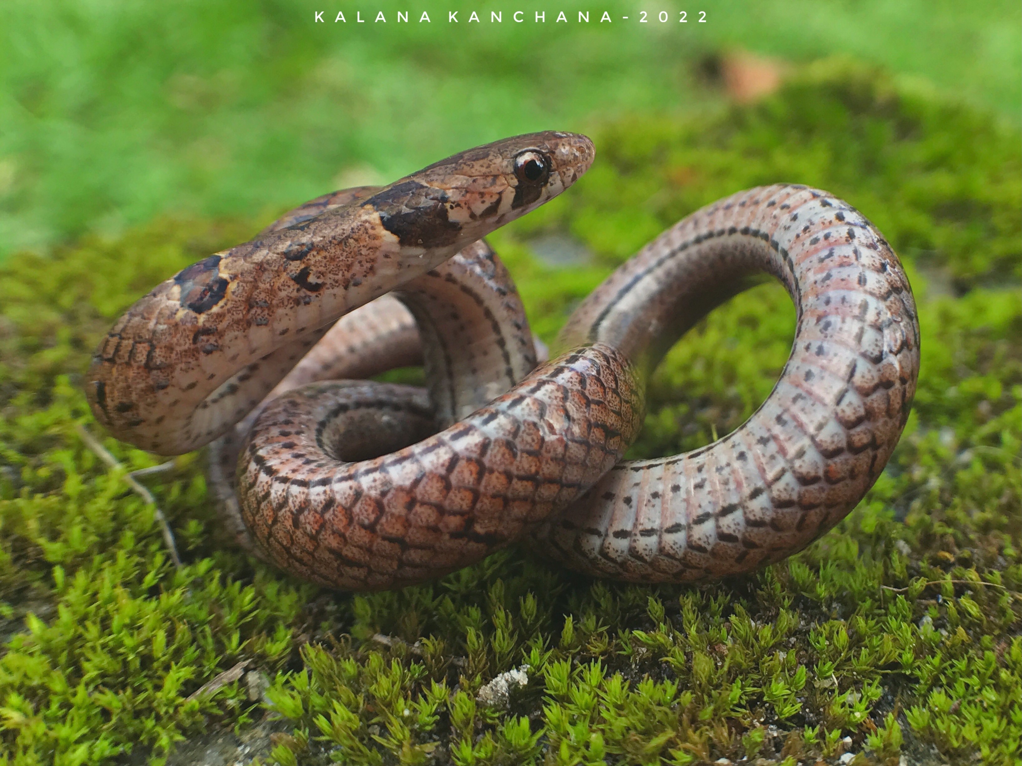 Sri Lankan Snake Species