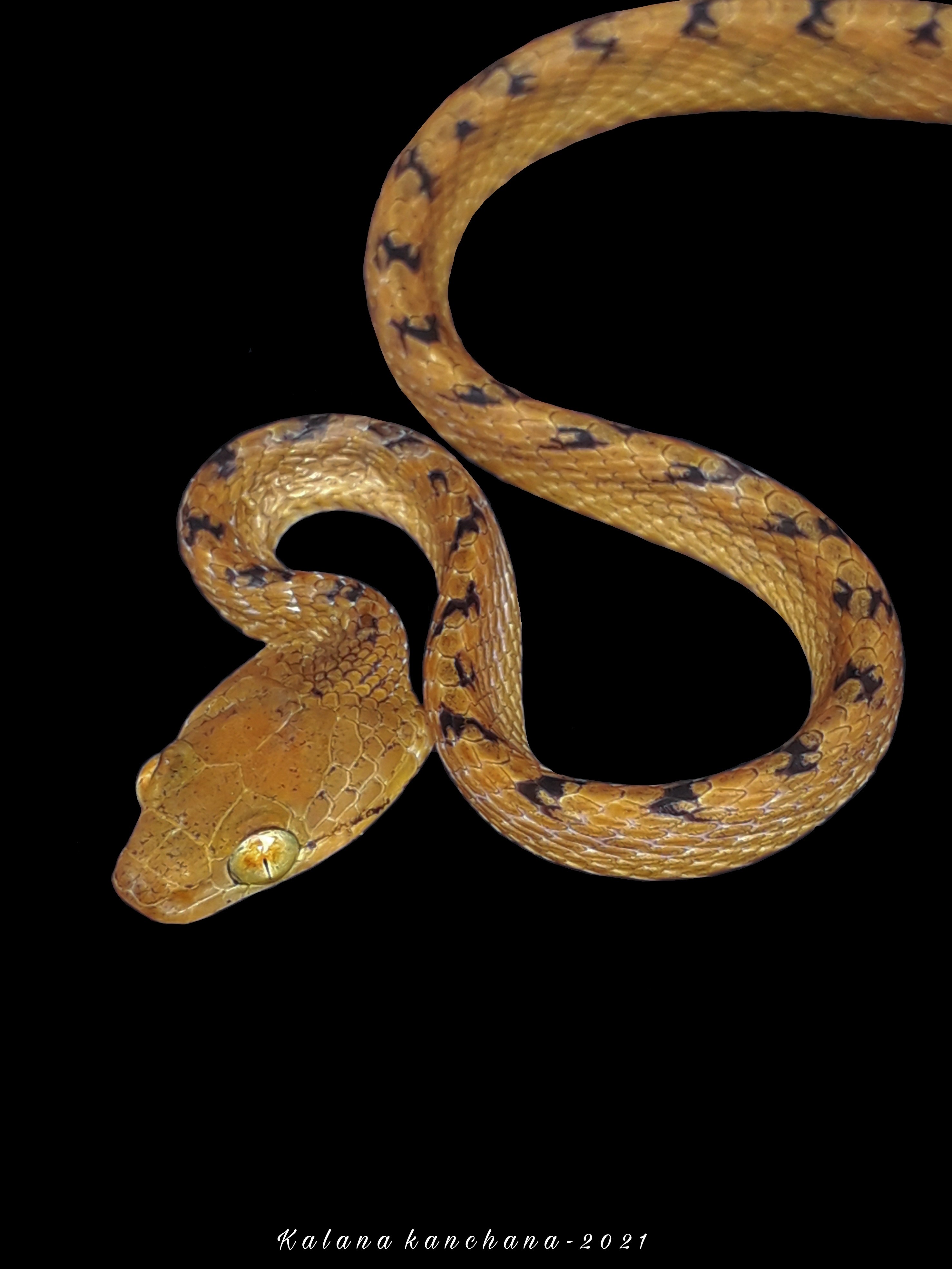 Sri Lankan Snake Species