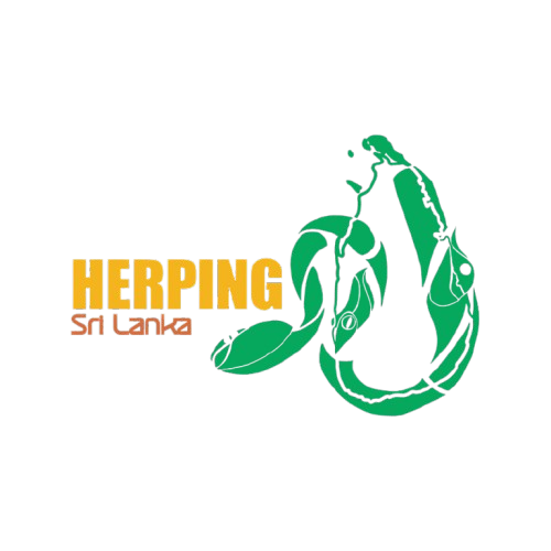 Herping Sri Lanka